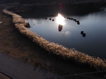 水の郷大吊橋から見た宮ヶ瀬湖畔のススキ1.JPG