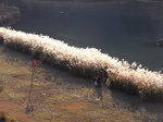 水の郷大吊橋から見た宮ヶ瀬湖畔のススキ2.JPG