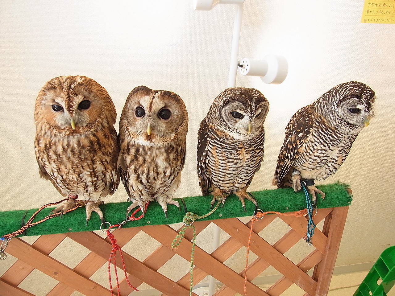 フクロウに会える店フクロウカフェふわふわに行ってきました 格安国内旅行ツアー情報