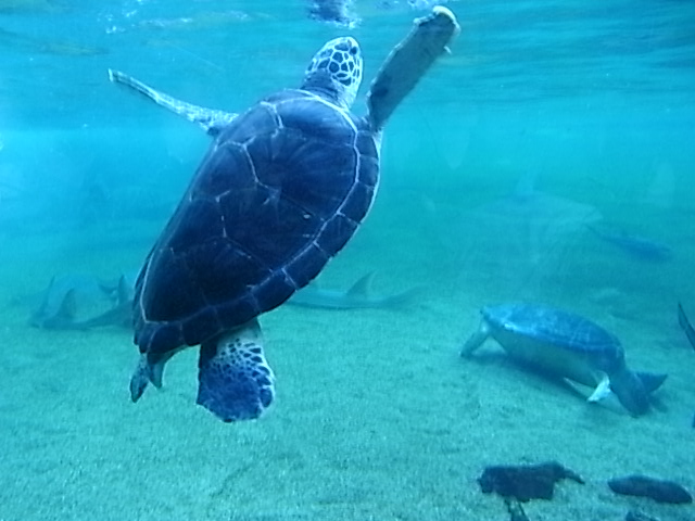 八景島シーパラダイスの海亀が餌としてキャベツを食べる理由 格安国内旅行ツアー情報