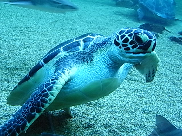 八景島シーパラダイスの海亀が餌としてキャベツを食べる理由 格安国内旅行ツアー情報