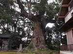 河津来宮神社国指定天然記念物の大楠の木.JPG