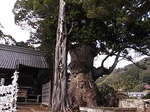 河津来宮神社楠の大木.JPG