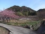 河津桜祭り来宮神社付近の里山風景.JPG
